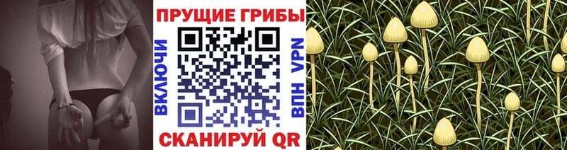 Псилоцибиновые грибы Cubensis  Шумиха 
